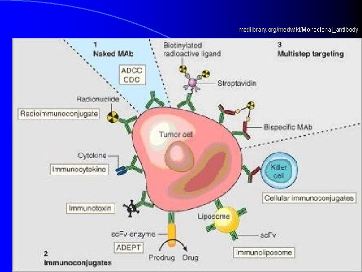 medlibrary. org/medwiki/Monoclonal_antibody 