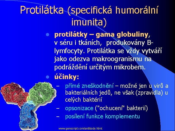 Protilátka (specifická humorální imunita) protilátky – gama globuliny, v séru i tkáních, produkovány Blymfocyty.