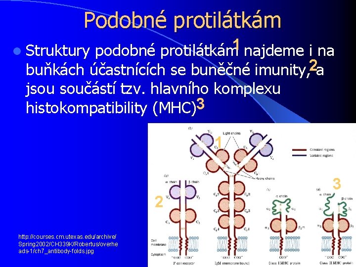 Podobné protilátkám 1 l Struktury podobné protilátkám najdeme i na 2 buňkách účastnících se