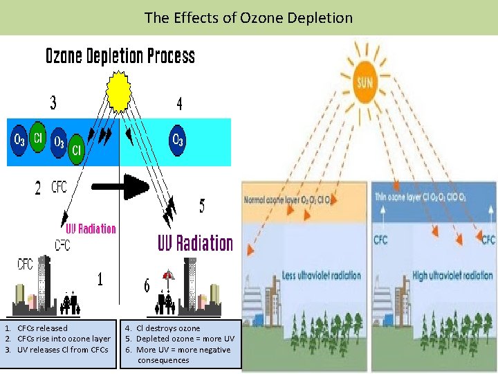 The Effects of Ozone Depletion 1. CFCs released 2. CFCs rise into ozone layer