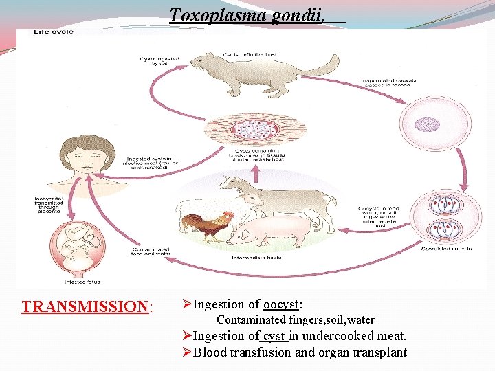 Toxoplasma gondii, TRANSMISSION: ØIngestion of oocyst: Contaminated fingers, soil, water ØIngestion of cyst in