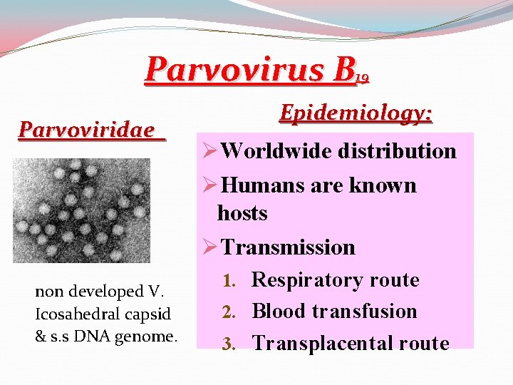 Parvovirus B 19 Parvoviridae non developed V. Icosahedral capsid & s. s DNA genome.