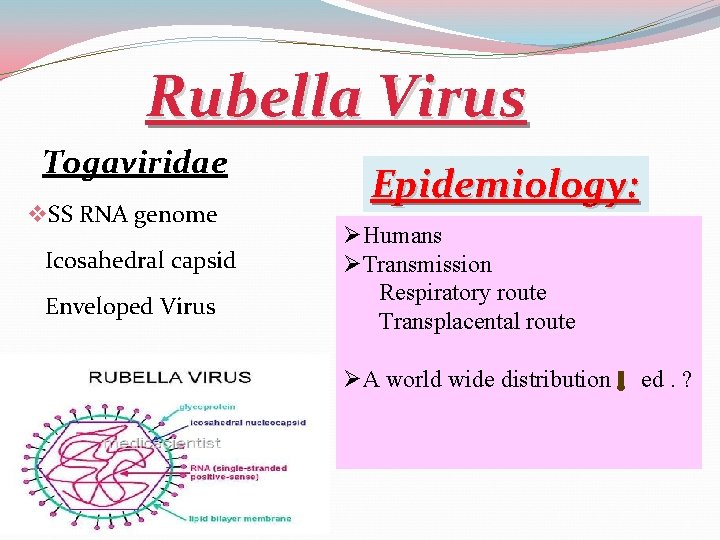 Rubella Virus Togaviridae v SS RNA genome Icosahedral capsid Enveloped Virus Epidemiology: ØHumans ØTransmission