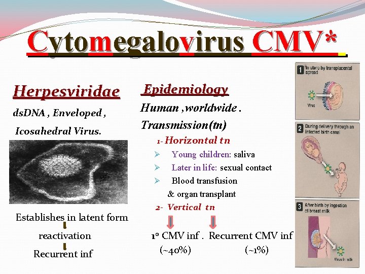 Cytomegalovirus CMV* Herpesviridae ds. DNA , Enveloped , Icosahedral Virus. Epidemiology Human , worldwide.