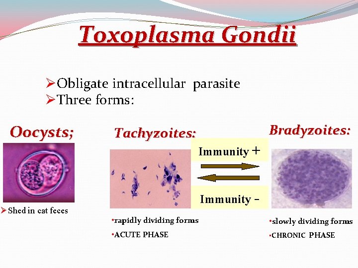 Toxoplasma Gondii ØObligate intracellular parasite ØThree forms: Oocysts; ØShed in cat feces Tachyzoites: Bradyzoites: