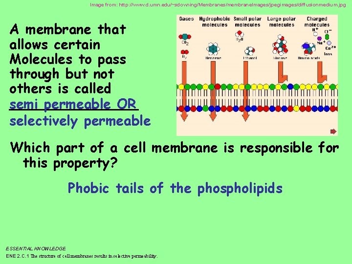 Image from: http: //www. d. umn. edu/~sdowning/Membranes/membrane. Images/jpegimages/diffusionmedium. jpg A membrane that allows certain