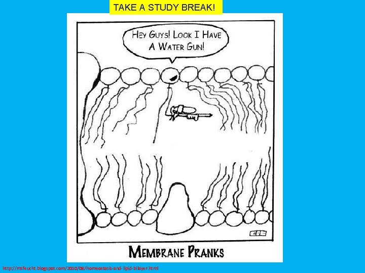 TAKE A STUDY BREAK! http: //msfeucht. blogspot. com/2010/08/homeostasis-and-lipid-bilayer. html 