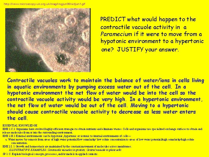 http: //www. microscopy-uk. org. uk/mag/imgjun 99/vidjun 1. gif PREDICT what would happen to the