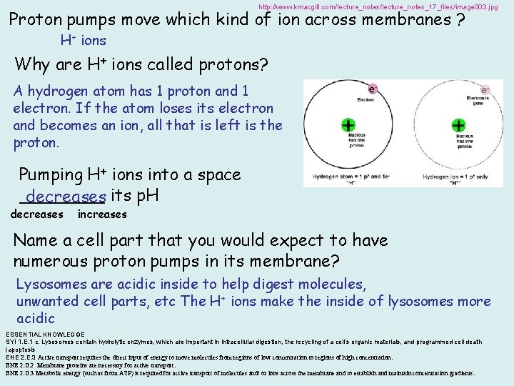 http: //www. kmacgill. com/lecture_notes_17_files/image 003. jpg Proton pumps move which kind of ion across