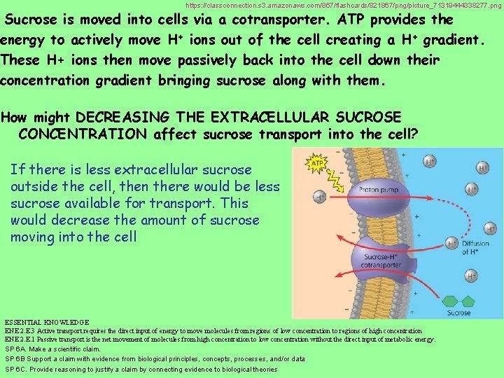 https: //classconnection. s 3. amazonaws. com/867/flashcards/821867/png/picture_71319444338277. png Sucrose is moved into cells via a
