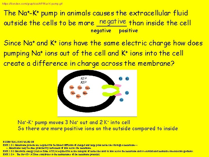 https: //lionden. com/graphics/AP/Na-K-pump. gif The Na+-K+ pump in animals causes the extracellular fluid negative