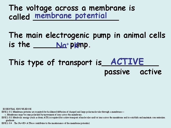 The voltage across a membrane is membrane potential called _________ The main electrogenic pump