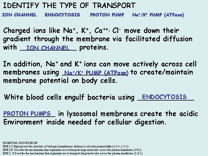 IDENTIFY THE TYPE OF TRANSPORT ION CHANNEL ENDOCYTOSIS PROTON PUMP Na+/K+ PUMP (ATPase) Charged