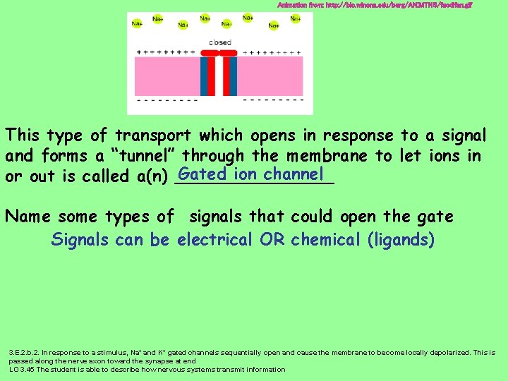 Animation from: http: //bio. winona. edu/berg/ANIMTNS/facdifan. gif This type of transport which opens in