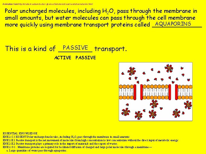 Animation fromhttp: //student. ccbcmd. edu/~gkaiser/biotutorials/eustruct/channelanim. html Polar uncharged molecules, including H 2 O, pass