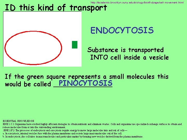 http: //academic. brooklyn. cuny. edu/biology/bio 4 fv/page/cell-movement. html ID this kind of transport ENDOCYTOSIS