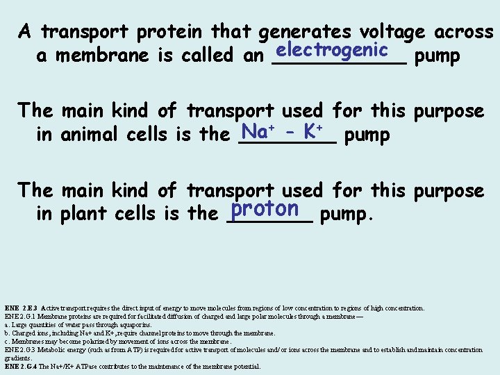 A transport protein that generates voltage across electrogenic pump a membrane is called an
