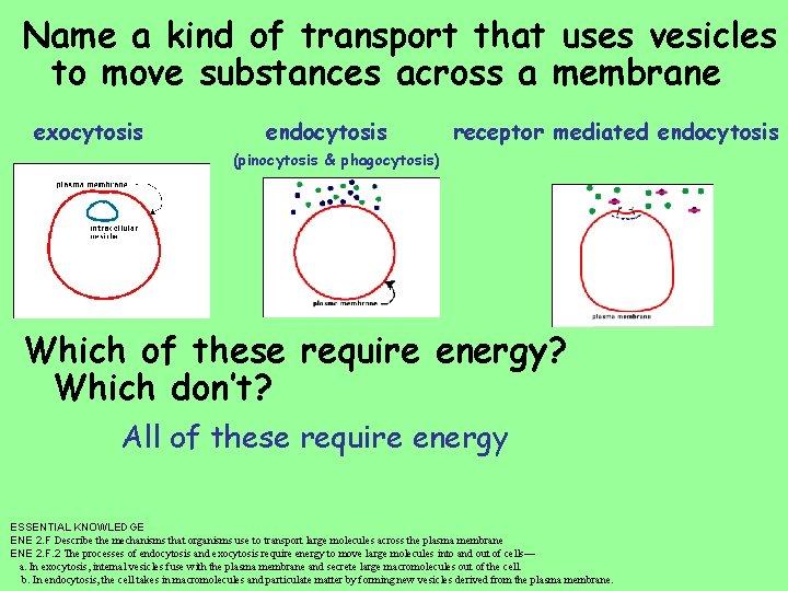 Name a kind of transport that uses vesicles to move substances across a membrane