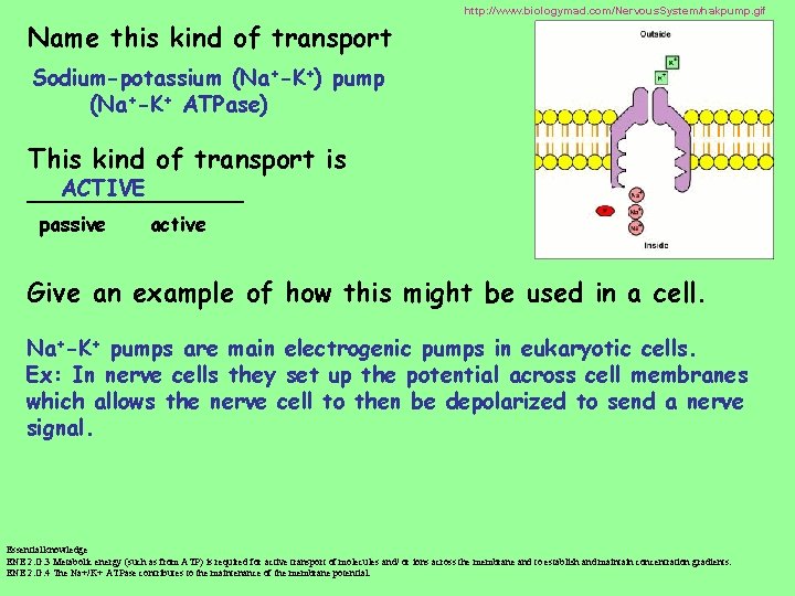 http: //www. biologymad. com/Nervous. System/nakpump. gif Name this kind of transport Sodium-potassium (Na+-K+) pump