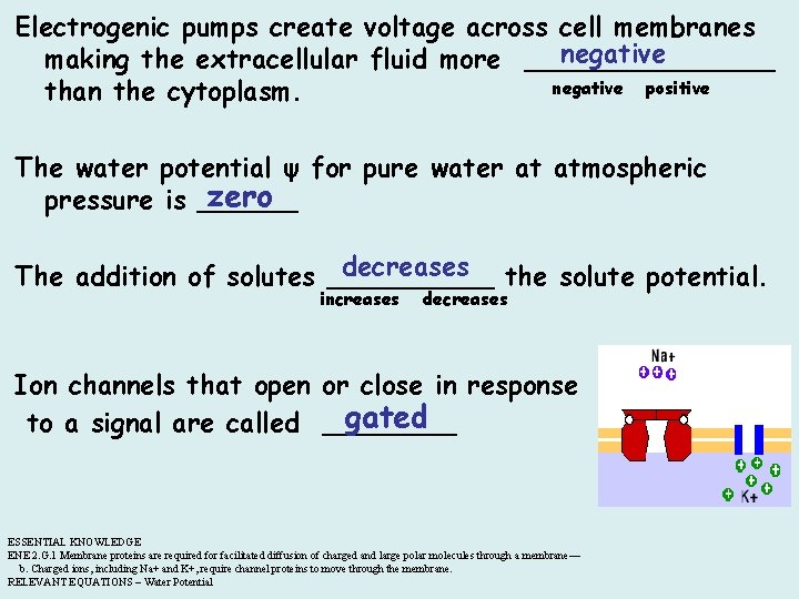 Electrogenic pumps create voltage across cell membranes negative making the extracellular fluid more ________