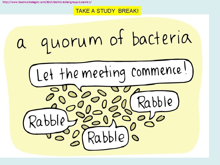 http: //www. beatricebiologist. com/2015/04/microbial-group-dynamics/ TAKE A STUDY BREAK! 