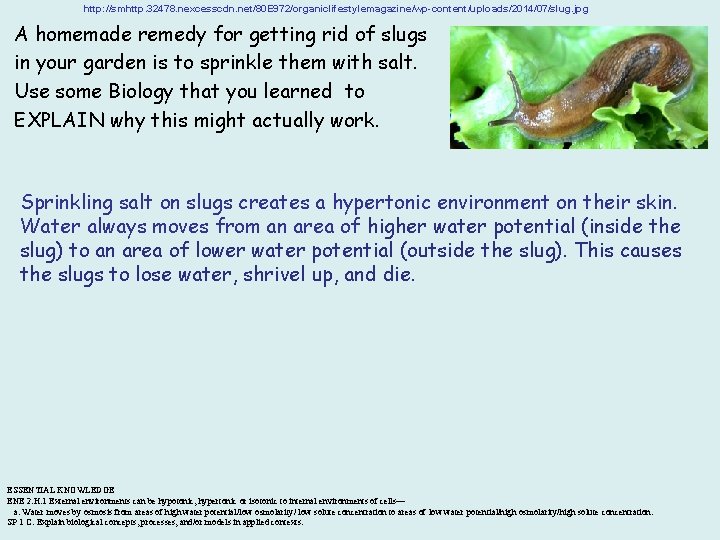 http: //smhttp. 32478. nexcesscdn. net/80 E 972/organiclifestylemagazine/wp-content/uploads/2014/07/slug. jpg A homemade remedy for getting rid