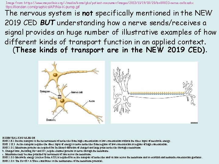 Image from: https: //www. mayoclinic. org/-/media/kcms/gbs/patient-consumer/images/2013/11/19/10/20/bn 00033 -nerve-cells. ashx ttps: //lionden. com/graphics/AP/Na-K-pump. gif The