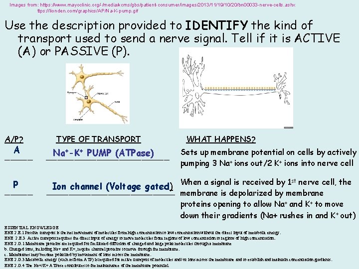 Images from: https: //www. mayoclinic. org/-/media/kcms/gbs/patient-consumer/images/2013/11/19/10/20/bn 00033 -nerve-cells. ashx ttps: //lionden. com/graphics/AP/Na-K-pump. gif Use