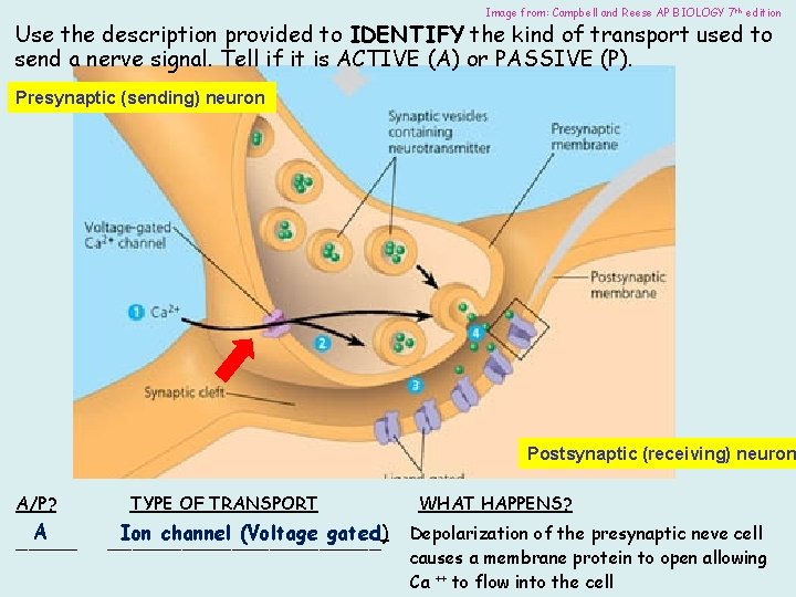 Image from: Campbell and Reese AP BIOLOGY 7 th edition Use the description provided