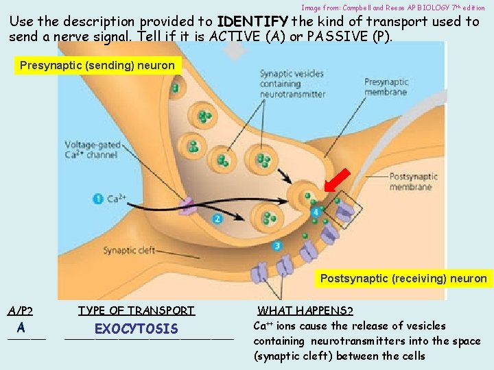Image from: Campbell and Reese AP BIOLOGY 7 th edition Use the description provided