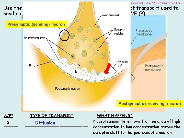 Image from: Campbell and Reese AP BIOLOGY 7 th edition Use the description provided