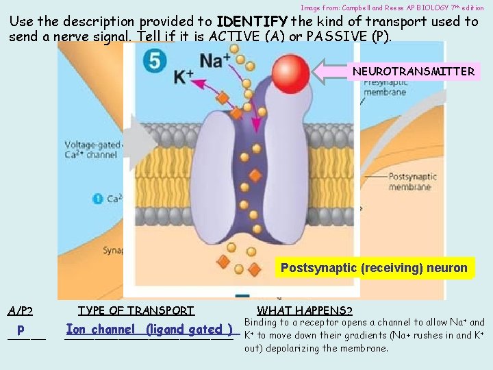 Image from: Campbell and Reese AP BIOLOGY 7 th edition Use the description provided