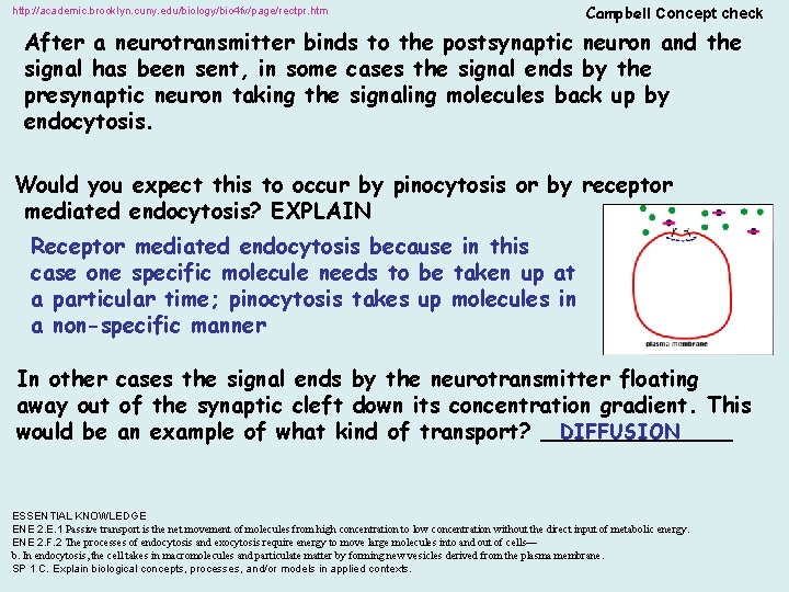 http: //academic. brooklyn. cuny. edu/biology/bio 4 fv/page/rectpr. htm Campbell Concept check After a neurotransmitter