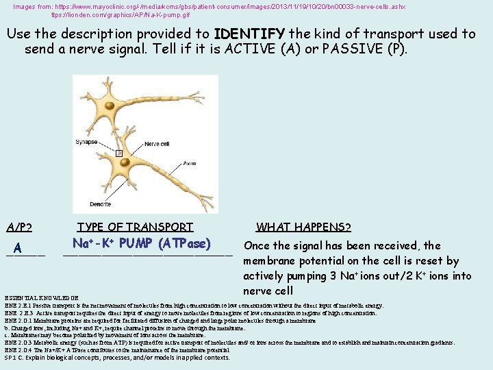 Images from: https: //www. mayoclinic. org/-/media/kcms/gbs/patient-consumer/images/2013/11/19/10/20/bn 00033 -nerve-cells. ashx ttps: //lionden. com/graphics/AP/Na-K-pump. gif Use