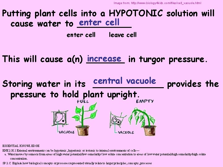 Image from: http: //www. biology 4 kids. com/files/cell_vacuole. html Putting plant cells into a
