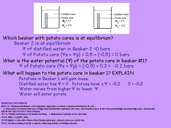 Which beaker with potato cores is at equilibrium? Beaker 2 is at equilibrium Ψ