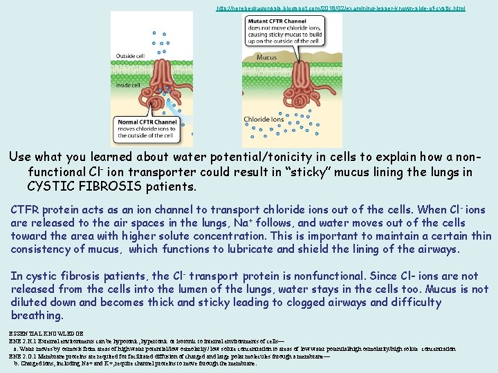 http: //herebedragonssls. blogspot. com/2018/02/examining-lesser-known-side-of-cystic. html Use what you learned about water potential/tonicity in cells