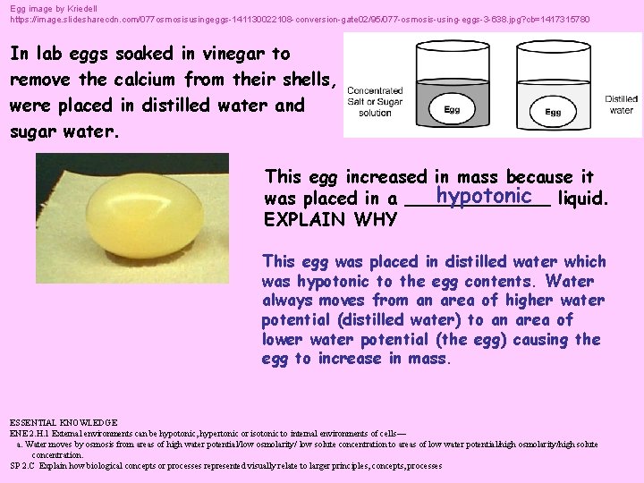 Egg image by Kriedell https: //image. slidesharecdn. com/077 osmosisusingeggs-141130022108 -conversion-gate 02/95/077 -osmosis-using-eggs-3 -638. jpg?
