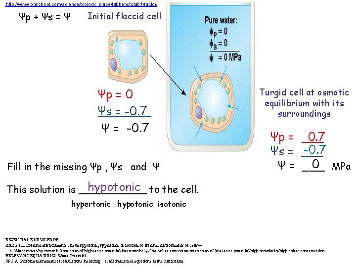 http: //www. phschool. com/science/biology_place/labbench/lab 1/factors. html Ψp + Ψs = Ψ Initial flaccid cell