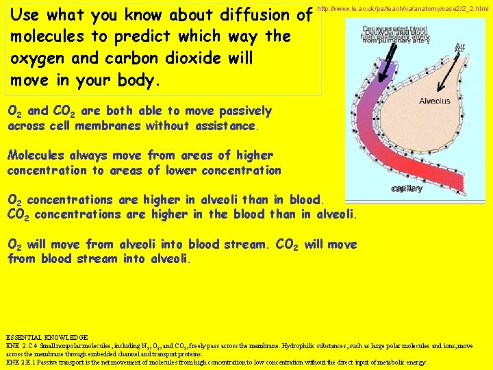 Use what you know about diffusion of molecules to predict which way the oxygen