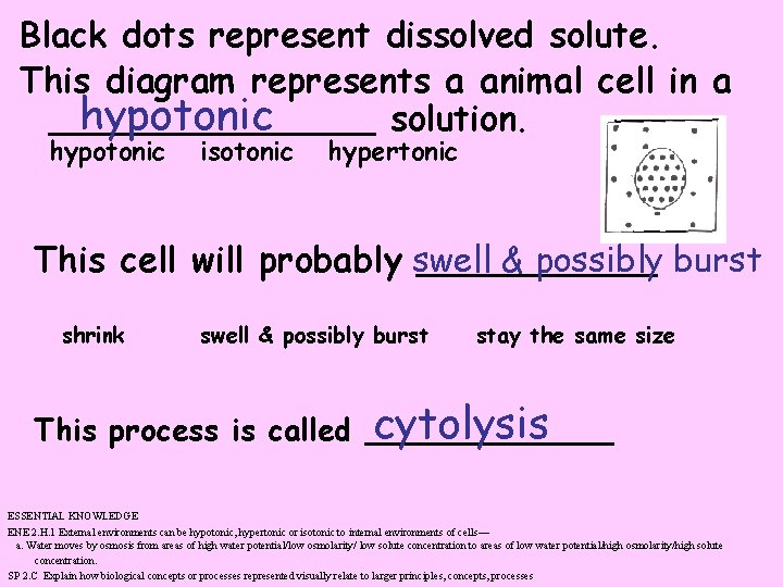 Black dots represent dissolved solute. This diagram represents a animal cell in a hypotonic