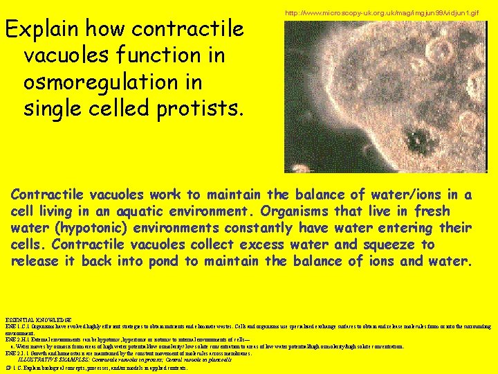 Explain how contractile vacuoles function in osmoregulation in single celled protists. http: //www. microscopy-uk.