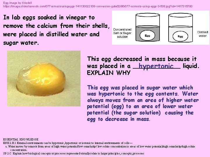 Egg image by Kriedell https: //image. slidesharecdn. com/077 osmosisusingeggs-141130022108 -conversion-gate 02/95/077 -osmosis-using-eggs-3 -638. jpg?