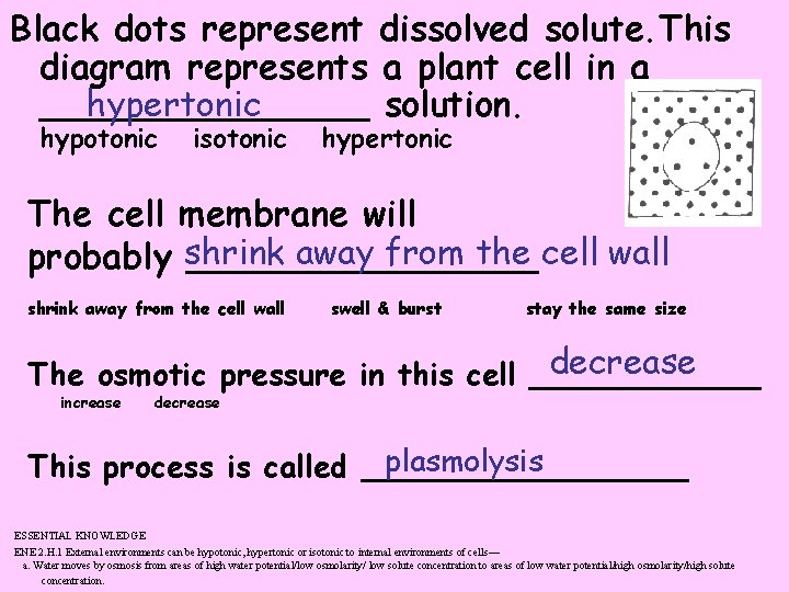 Black dots represent dissolved solute. This diagram represents a plant cell in a hypertonic