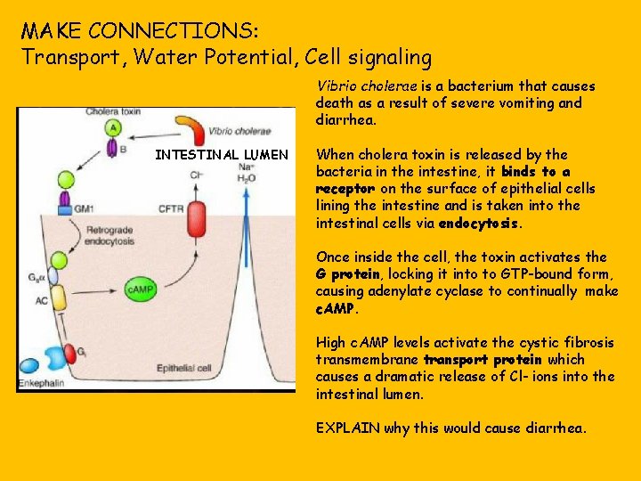 MAKE CONNECTIONS: Transport, Water Potential, Cell signaling Vibrio cholerae is a bacterium that causes
