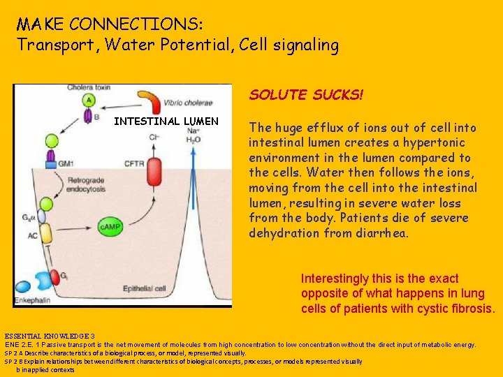 MAKE CONNECTIONS: Transport, Water Potential, Cell signaling SOLUTE SUCKS! INTESTINAL LUMEN The huge efflux