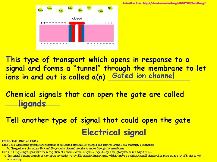 Animation from: http: //bio. winona. edu/berg/ANIMTNS/facdifan. gif This type of transport which opens in