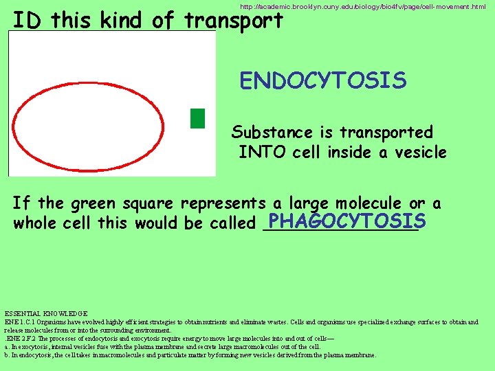http: //academic. brooklyn. cuny. edu/biology/bio 4 fv/page/cell-movement. html ID this kind of transport ENDOCYTOSIS
