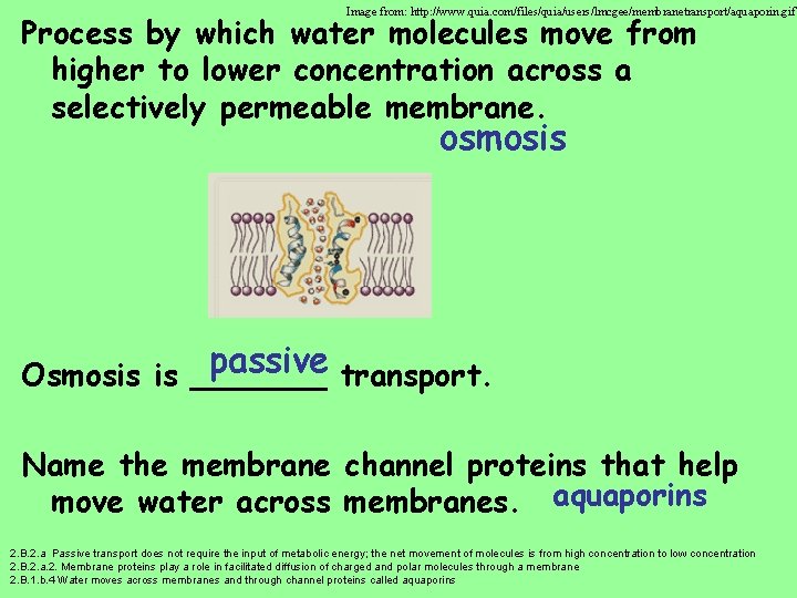 Image from: http: //www. quia. com/files/quia/users/lmcgee/membranetransport/aquaporin. gif Process by which water molecules move from