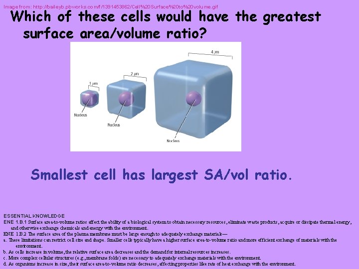 Image from: http: //baileyb. pbworks. com/f/1391453862/Cell%20 Surface%20 to%20 volume. gif Which of these cells